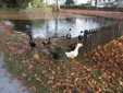 Herbst am Teich - Klicken zum Vergrern